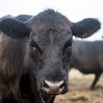 3 common weaning mistakes to avoid calves