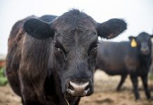 3 common weaning mistakes to avoid calves