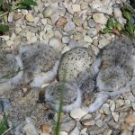 Plovers: Great news from Presque Isle Piping plover chicks