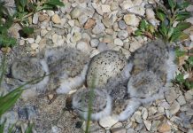 Plovers: Great news from Presque Isle Piping plover chicks