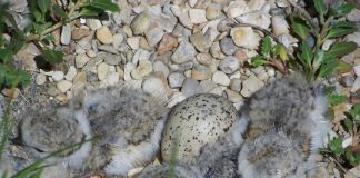Plovers: Great news from Presque Isle Piping plover chicks