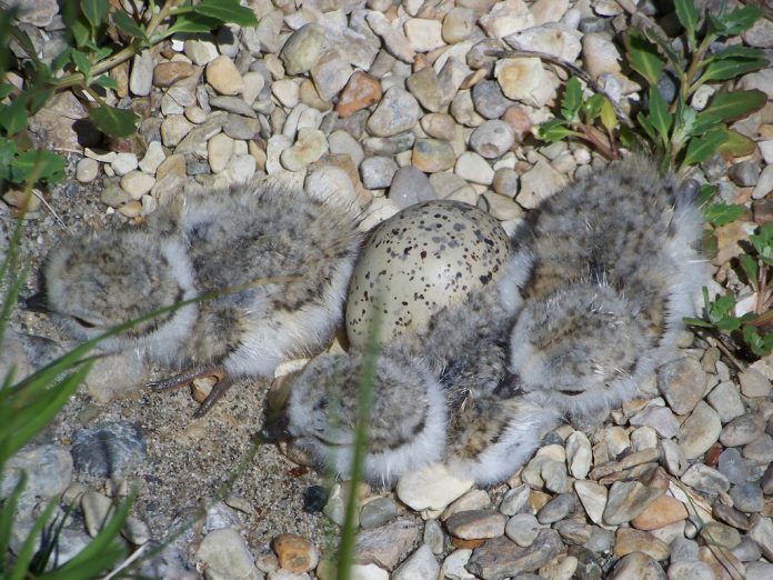 Piping plover chicks