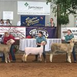 sheep showmanship