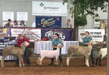 Roundup of 4-H news for Aug. 23, 2018 sheep showmanship
