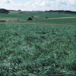 Landowners, deadline for continuous CRP enrollment is Aug. 17 land in CRP