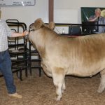 Buyers support youth at Columbiana County Fair