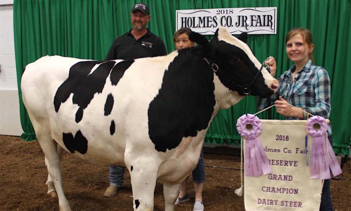 Holmes champion dairy steer