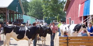 Medina Fair livestock sale