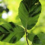 What is causing beech leaf disease? beech leaf disease
