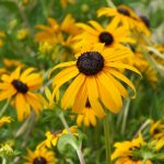 Small changes can make a big impact black-eyed susan