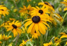 Small changes can make a big impact black-eyed susan