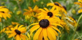 black-eyed susan