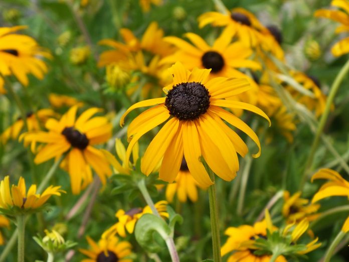 black-eyed susan black-eyed susan