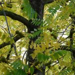 ODNR alerts public to timber theft in rural areas black walnut tree