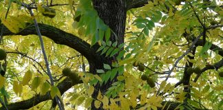 How to make wood stain from black walnut hulls black walnut tree