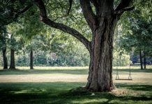 Enjoy your worn grass swing