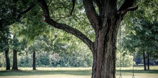 Enjoy your worn grass swing