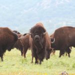 Throlson American Bison Foundation accepting scholarship applications buffalo