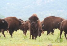 Throlson American Bison Foundation accepting scholarship applications buffalo