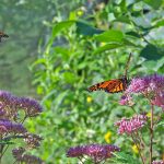 How to help endangered monarch butterflies monarch butterflies feeding on milkweed
