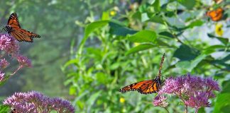 monarch butterflies feeding on milkweed