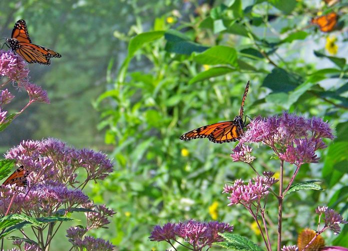 monarch butterflies feeding on milkweed