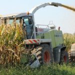 ‘Back to the Future’ in dairy chopping corn silage