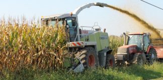 chopping corn silage