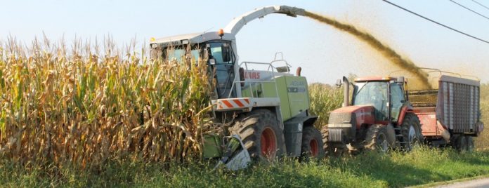 chopping corn silage chopping corn silage
