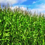 Farmers expect net income will drop further corn-field-blue-sky