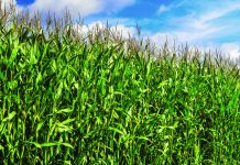 Farmers expect net income will drop further corn-field-blue-sky