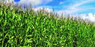 A rabbit hole called 2019 corn-field-blue-sky