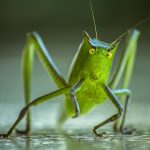 Spittlebugs and seldom-seen summer insects katydid