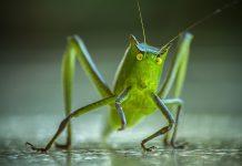 Spittlebugs and seldom-seen summer insects katydid