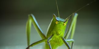 katydid