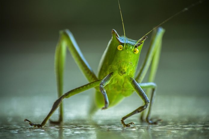 katydid
