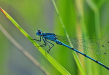The season of fireflies and dragonflies dragonfly