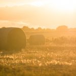 hay bales