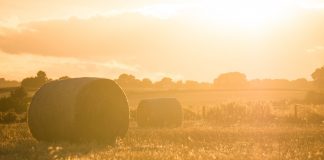 hay bales