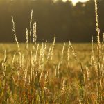 Know your pastures before you start grazing pasture