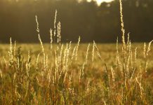 The perfect time to renovate your pasture pasture