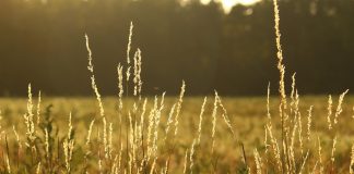 Ensure healthy and productive forage crops in 2022 pasture