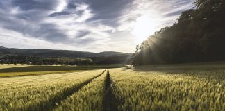 Jumping mice hop along fields and meadows field