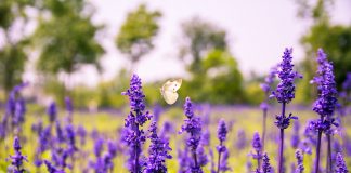 How to fill your garden with fall colors Purple Salvia