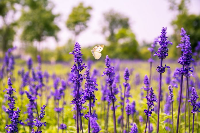 Purple Salvia