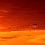 It’s migration time for birds and monarchs migrating birds