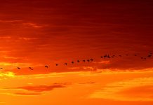 It’s migration time for birds and monarchs migrating birds