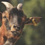 Penn State offers course on meat goat production goat