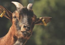 Mabel’s blue ribbon performance goat