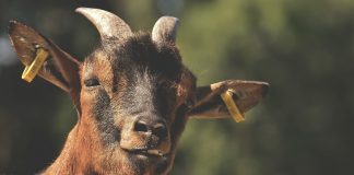 Penn State offers course on meat goat production goat